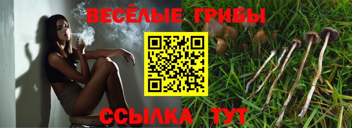 Галлюциногенные грибы Psilocybe Калининград